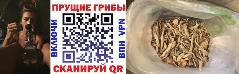 это Telegram  Омск  Галлюциногенные грибы Cubensis 